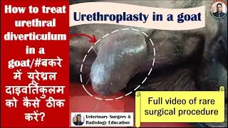 #Urethroplasty for urethral diverticulum in a Kid/#plastic surgery of urethra in a goat/#Rare video