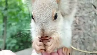 Милый серый бельчонок / Cute grey squirrel