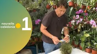 27 - Astuce jardinage : Le tillandsia