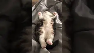 Самый милый котенок 🤗🐈