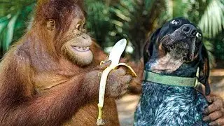 Oh No! 😸 Funny Pets Reaction - Dog And Cat Video 😂