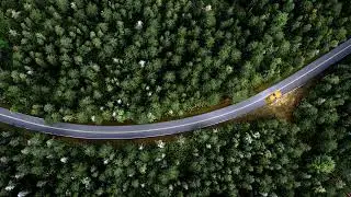 Driving a car in the forest | Aerial view