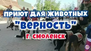 Как зарабатывают питомцы приюта 