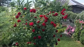 💐🍁Осенняя обрезка плетистых роз🌹 КЛАЙМБЕРЫ и РАМБЛЕРЫ.🌹✂️