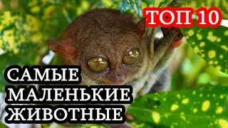 Топ 10 Самые маленькие животные в мире. Удивительные животные