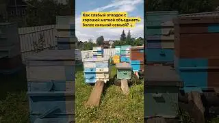Как слабый отводок с хорошей маткой объединить более сильной семьей?🐝 #отводок #матка