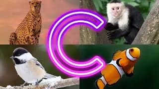 Amazing  Animals Starting With C || Animals And Birds Starting with C