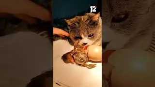 Кошка стала мамой семи цыплят