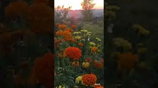 Уходит лето... Небо стало ниже…Особенно задумчива природа.И грусть свою опять на осень спишем...