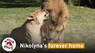 Rescued Lions 