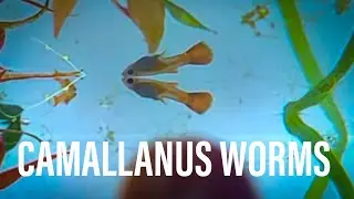 CAMALLANUS WORMS