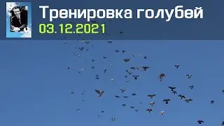 Тренировка голубей 03.12.2021