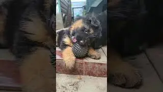 😍Funny cute German Shepherd puppies playing with a ball. Puppies are 1.5 months old. Odessa.