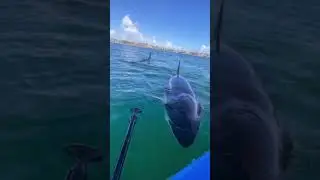 Paddle Boarder Reacts To Close Encounter With Killer Whales #trending