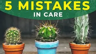 5 COMMON MISTAKES IN CACTUS CARE