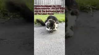 cat eat mouse alive 