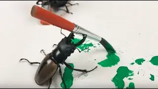 Real Beetles paint together!