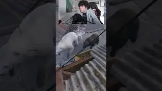 Медвежья ловушка 100IQ #rust #выживание #раст