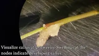 Catching Katie Callus
