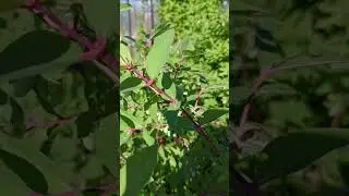 ПОМОГИТЕ ЖИМОЛОСТИ СОЗРЕТЬ!