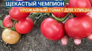 ЛУЧШИЙ ТОМАТ ДЛЯ ОТКРЫТОГО ГРУНТА 2024 - ДЕВИЧИЙ РУМЯНЕЦ! УРОЖАЙ НА 96 день от посева семечка