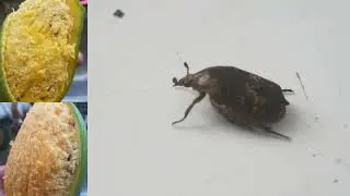 [closeup video[ what is mango seed weevil