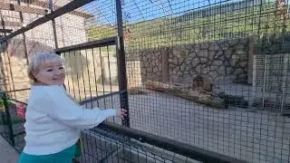 ❤️Лев Витя-любимый и неповторимый. #animals #lions #левВитя
