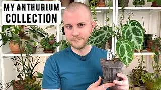 My Entire Anthurium Collection | Houseplant Show & Tell