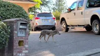 Urban Coyote Walks and Poops in Mountain Park, Oregon