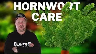 Great Plant for Cichlid Tanks! - How to Care for and Grow Hornwort