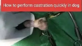 Quick method of castration in a young dog by overhand technique