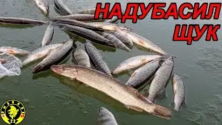ВТОРОЙ ПЕРВЫЙ ЛЁД! НАЛОВИЛ ЩУК И ОКУНЕЙ. ЗИМНЯЯ РЫБАЛКА НА ОБИ.