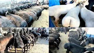 Кокон куй бозори ва нархлари,Кочкорлар Совликлар к,узилар.