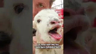 #shorts | Sheepishly Me SHORTS | Can we save this OVERHEATED LAMB? | Summer Lambing - Day 5