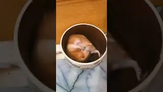 Забавный хомяк
