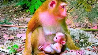 Baby Monkey's H/eartbreaking F/ight for Mother's M/ilk 1 47