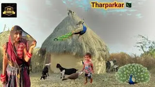 Tharparkar village lifetime || goat vlog #goat