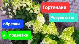 Описание сортов гортензий.
