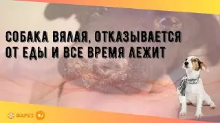 Собака вялая, отказывается от еды и все время лежит