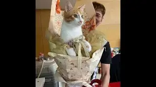 😺 Вам шикарный букет! 🐈 Смешное видео с котами и котятами для хорошего настроения! 😸