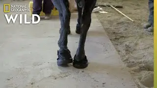 A Horse Gets Special Shoes | Heartland Docs, DVM