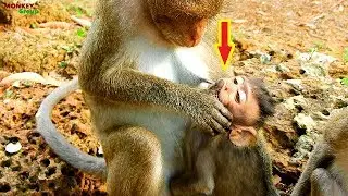 Poor baby monkey Alexandra very small, April weaning her baby cry seizure