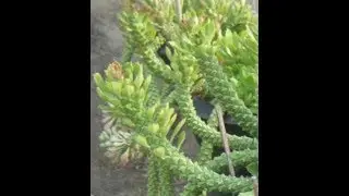 ปลูกต้นว่านพญานาคราช How to grow Ornamental Hemp Cactus.