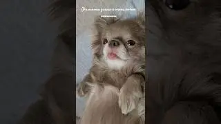 Филимоша хочет нежности