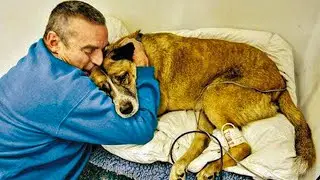 After Her Owner Died This Old Dog Was Left At A Shelter, But Then A Mysterious Man Showed Up On A !!