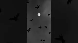 Dark Vibes Official video