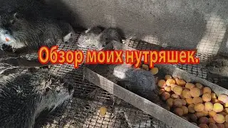ОБЗОР МОИХ НУТРЯШЕК.  Что изменилось и какие планы.