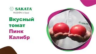 Очень вкусный розовый томат ПИНК КАЛИБР, выбор гурманов! 