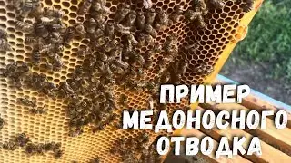 Пример медоносного отводка