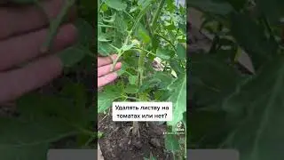 Как и кода удалять листву томата!